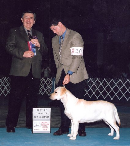 Brighton Labradors | Bernice