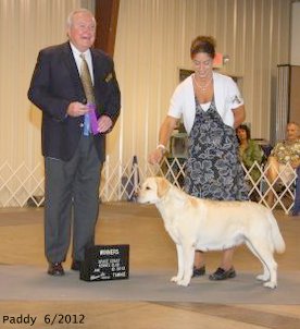 Brighton Labs | Paddy Show Dog Winner Orlando, Fla. Brighton Labs | Paddy Show Dog Winner Orlando, Fla.