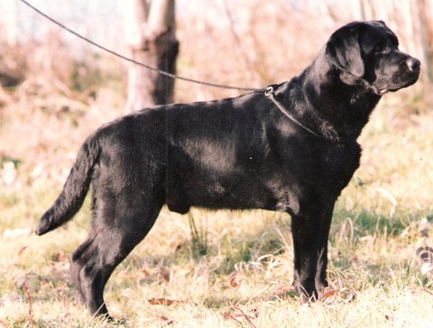 Brighton Labradors | Grandguy