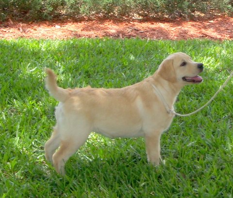 Available Yellow Female Labrador, 6 months old
